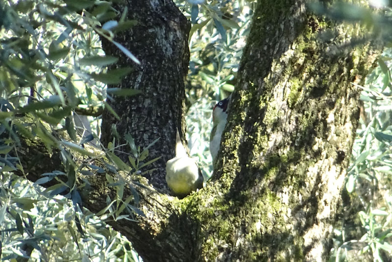 Picus viridis - Picidae (accoppiamento )